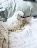 Baxter, a male Maltese for sale in Sacramento, CA – 2 of 10