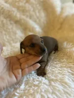 Muffin, a female Miniature Dachshund for sale in Sacramento, CA – 4 of 10