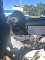Puppies due , a  Miniature Dachshund for sale in Sacramento, CA – 6 of 6