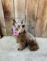Hazel , a female Miniature Schnauzer for sale in Sacramento, CA – 8 of 10