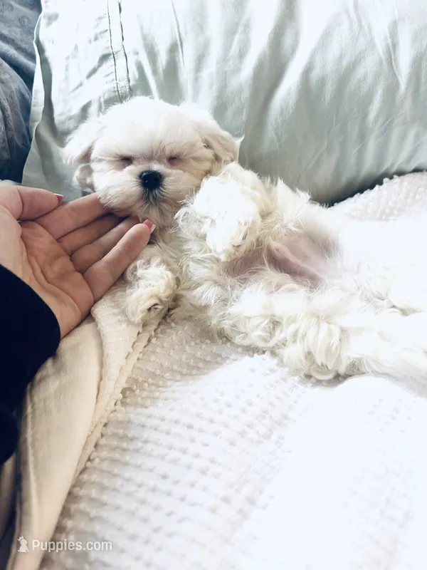 Baxter – Maltese puppy for sale in Sacramento, CA