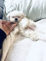 Baxter, a male Maltese for sale in Sacramento, CA – 1 of 10