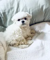 Baxter, a male Maltese for sale in Sacramento, CA – 3 of 10