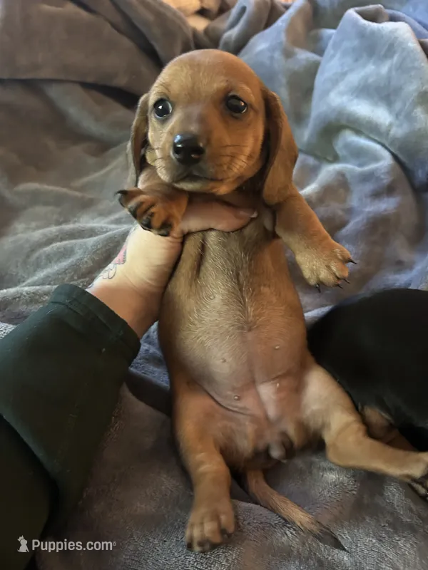 Cupcake  – Miniature Dachshund puppy for sale in Sacramento, CA