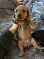 Cupcake , a female Miniature Dachshund for sale in Sacramento, CA – 1 of 10