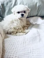 Baxter, a male Maltese for sale in Sacramento, CA – 4 of 10