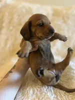Muffin, a female Miniature Dachshund for sale in Sacramento, CA – 6 of 10