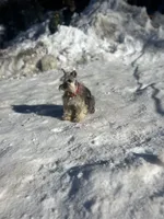 Ember, a male Miniature Schnauzer for sale in Sacramento, CA – 10 of 10
