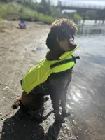 Mariah , a female Poodle - Standard  for sale in Sacramento, CA – 4 of 5