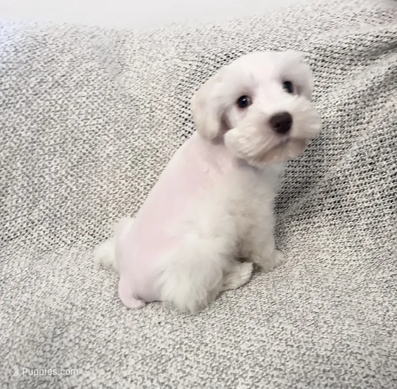 Erin  – Miniature Schnauzer puppy for sale in Sacramento, CA