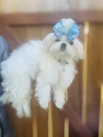 Baxter, a male Maltese for sale in Sacramento, CA – 2 of 10