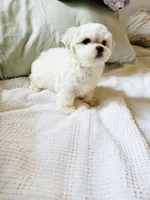 Branson , a male Maltese for sale in Sacramento, CA – 4 of 9