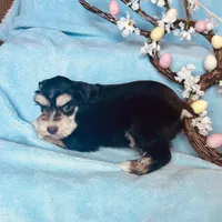 Pax, a male Miniature Schnauzer for sale in Sacramento, CA – Photo 7 of 10