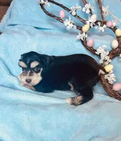 Pax, a male Miniature Schnauzer for sale in Redding, CA – Photo 7 of 10