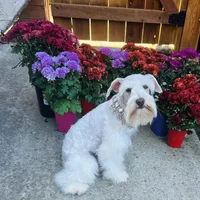 Pax, a male Miniature Schnauzer for sale in Sacramento, CA – Photo 10 of 10