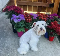 Pax, a male Miniature Schnauzer for sale in Redding, CA – Photo 10 of 10