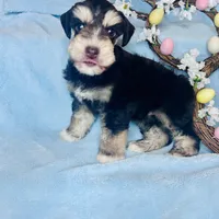 Pax, a male Miniature Schnauzer for sale in Sacramento, CA – Photo 8 of 10