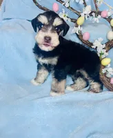 Pax, a male Miniature Schnauzer for sale in Redding, CA – Photo 8 of 10