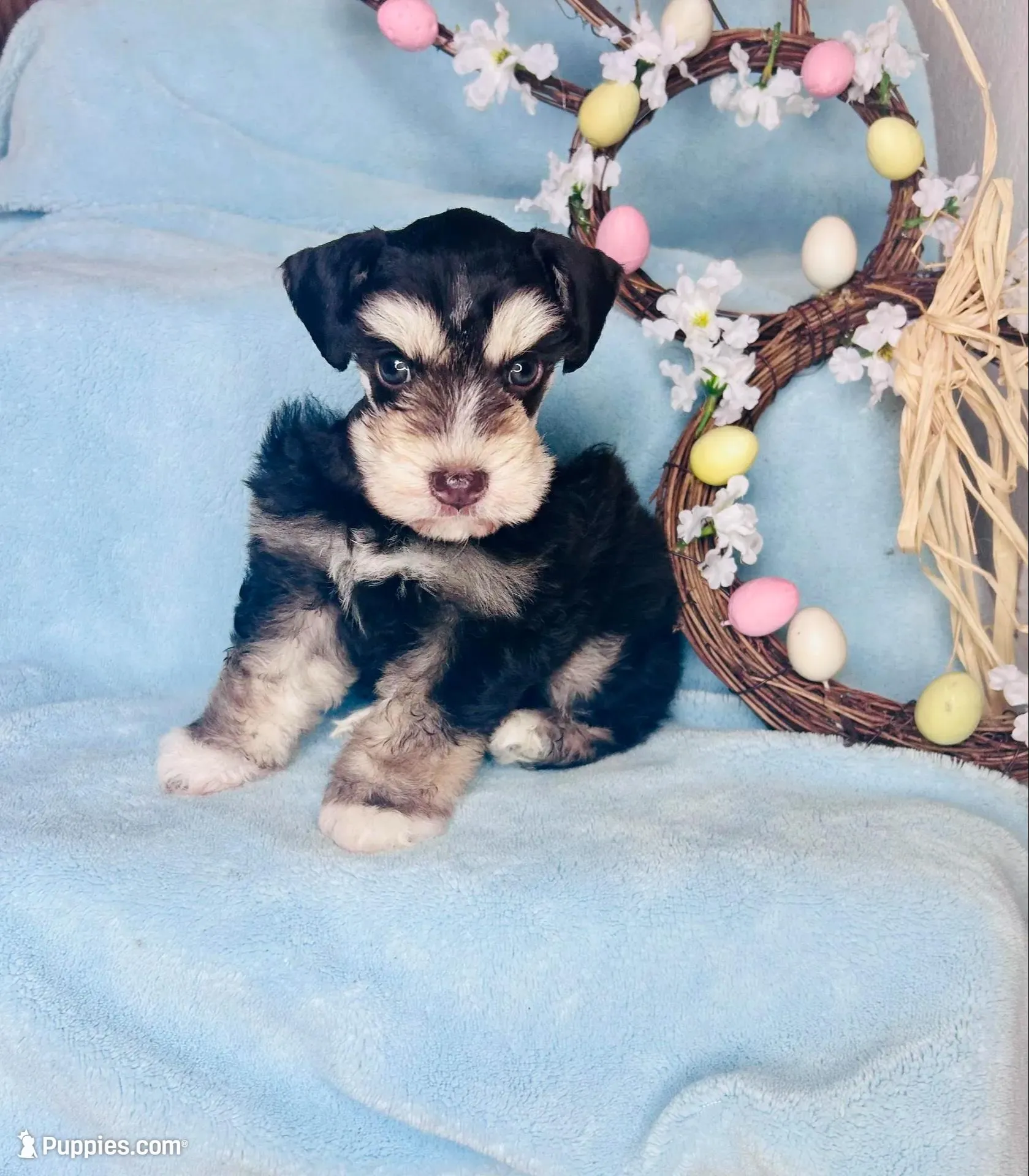 Pax – Miniature Schnauzer puppy for sale in Sacramento, CA