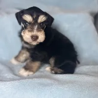 Pax, a male Miniature Schnauzer for sale in Sacramento, CA – Photo 4 of 10