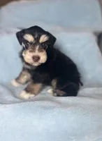 Pax, a male Miniature Schnauzer for sale in Redding, CA – Photo 3 of 10