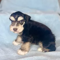 Pax, a male Miniature Schnauzer for sale in Sacramento, CA – Photo 5 of 10