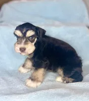 Pax, a male Miniature Schnauzer for sale in Redding, CA – Photo 4 of 10