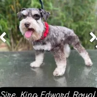 Pax, a male Miniature Schnauzer for sale in Sacramento, CA – Photo 9 of 10