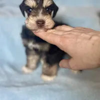 Pax, a male Miniature Schnauzer for sale in Sacramento, CA – Photo 3 of 10