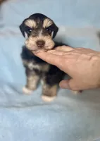 Pax, a male Miniature Schnauzer for sale in Redding, CA – Photo 2 of 10