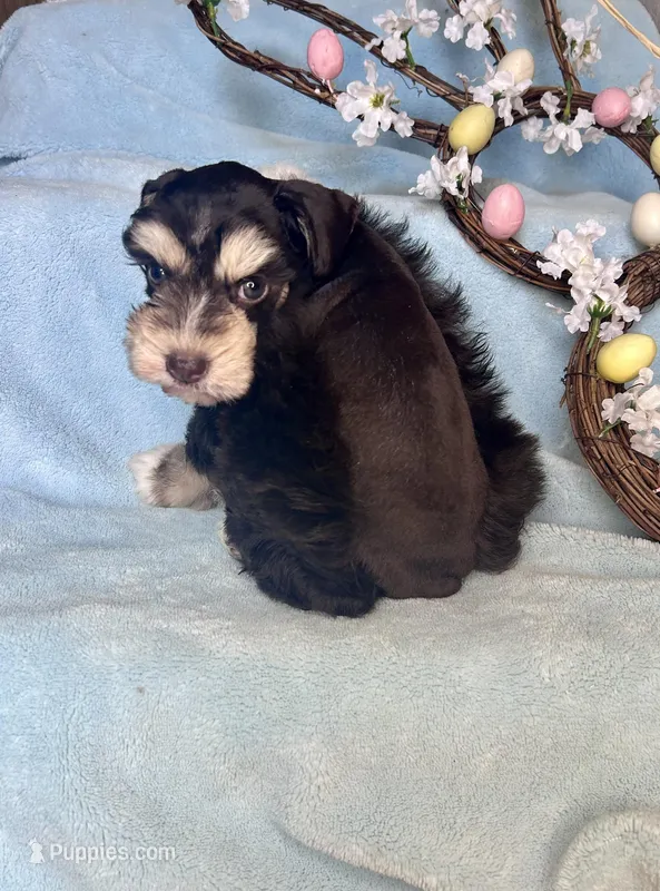 Pax – Miniature Schnauzer puppy for sale in Redding, CA