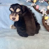 Pax, a male Miniature Schnauzer for sale in Sacramento, CA – Photo 2 of 10