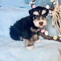 Pax, a male Miniature Schnauzer for sale in Sacramento, CA – Photo 6 of 10