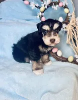 Pax, a male Miniature Schnauzer for sale in Redding, CA – Photo 5 of 10