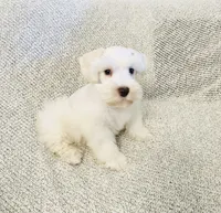 Erin , a male Miniature Schnauzer for sale in Sacramento, CA – 4 of 10