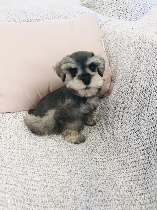 Eva – Miniature Schnauzer puppy for sale in Sacramento, CA