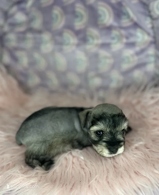 Eva – Miniature Schnauzer puppy for sale in Sacramento, CA
