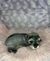 Eva, a female Miniature Schnauzer for sale in Sacramento, CA – 1 of 5