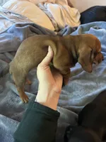 Cupcake , a female Miniature Dachshund for sale in Sacramento, CA – 4 of 10