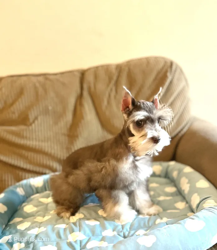 Penny – Miniature Schnauzer puppy for sale in Sacramento, CA