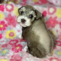 Penny, a female Miniature Schnauzer for sale in Sacramento, CA – Photo 3 of 10