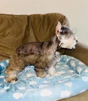 Penny, a female Miniature Schnauzer for sale in Sacramento, CA – 5 of 10