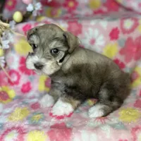 Penny, a female Miniature Schnauzer for sale in Sacramento, CA – Photo 2 of 10