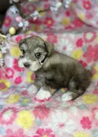 Penny, a female Miniature Schnauzer for sale in Redding, CA – Photo 3 of 10