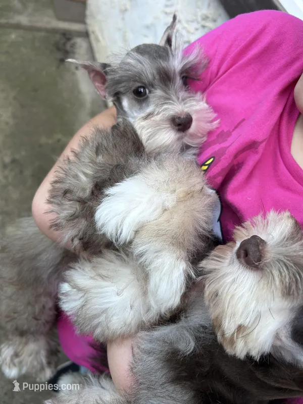Penny – Miniature Schnauzer puppy for sale in Sacramento, CA