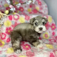 Penny, a female Miniature Schnauzer for sale in Sacramento, CA – Photo 5 of 10