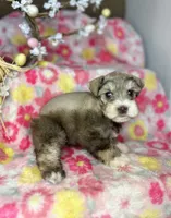 Penny, a female Miniature Schnauzer for sale in Redding, CA – Photo 5 of 10