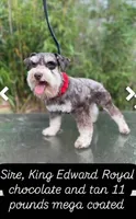 Penny, a female Miniature Schnauzer for sale in Redding, CA – Photo 9 of 10