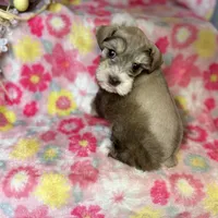 Penny, a female Miniature Schnauzer for sale in Sacramento, CA – Photo 8 of 10