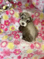Penny, a female Miniature Schnauzer for sale in Redding, CA – Photo 8 of 10